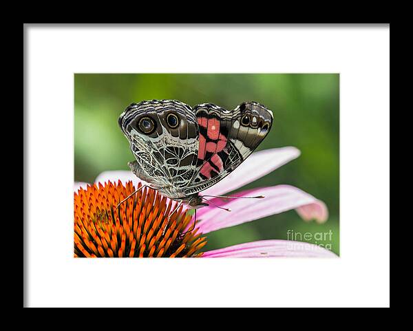 Zebra-swallowtail Framed Print featuring the photograph Butterfly feeding #1 by Bernd Laeschke