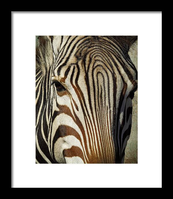 Dinosaur Valley State Park Framed Print featuring the photograph Zebra Up Close and Personal by Sandra Selle Rodriguez