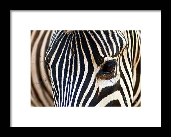 Zebra Framed Print featuring the photograph Zebra Vibrations by Charles Lupica