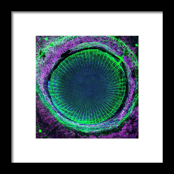 Zebrafish Framed Print featuring the photograph Zebrafish Eye Lens by Science Photo Library
