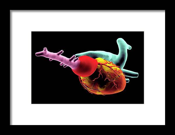 3-dimensional Framed Print featuring the photograph Zebrafish Heart by K H Fung/science Photo Library