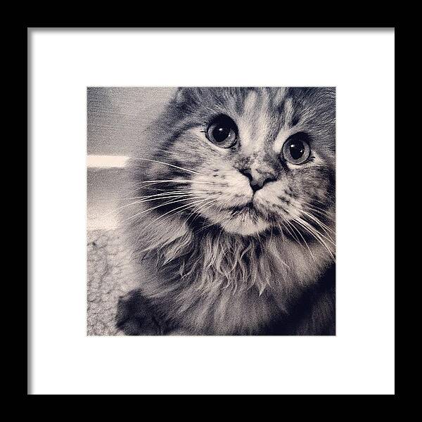 Mainecoon Framed Print featuring the photograph Zelda Is In The Vets Today To Get by Princess White
