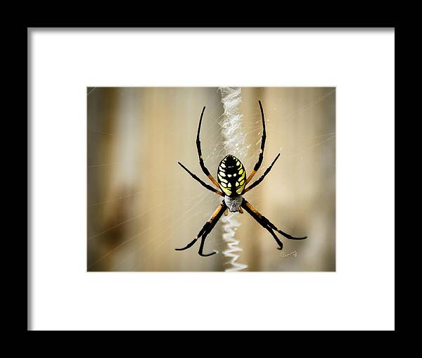 Argiope Aurantia Framed Print featuring the photograph Zig Zag is More Fun by Penny Lisowski