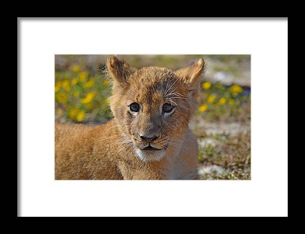 Zootography Framed Print featuring the photograph Zootography3 Zion the Lion Cub by Jeff at JSJ Photography