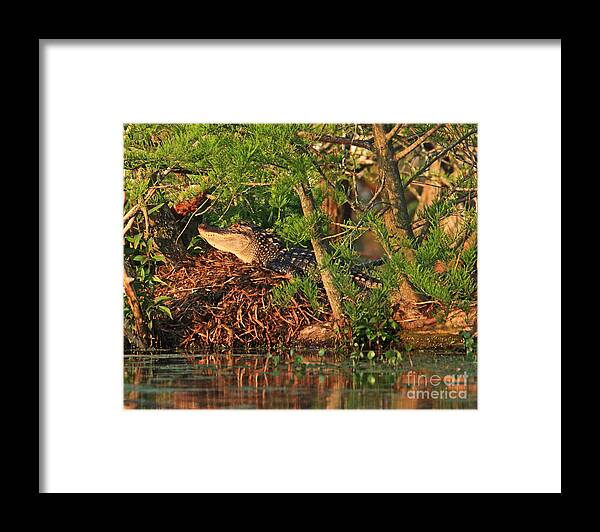 Alligator Photography Framed Print featuring the photograph Alligator on Nest by Luana K Perez
