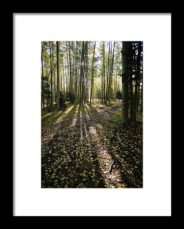 Red River Framed Print featuring the photograph Aspen Grove On Old Red River Pass by Ron Weathers