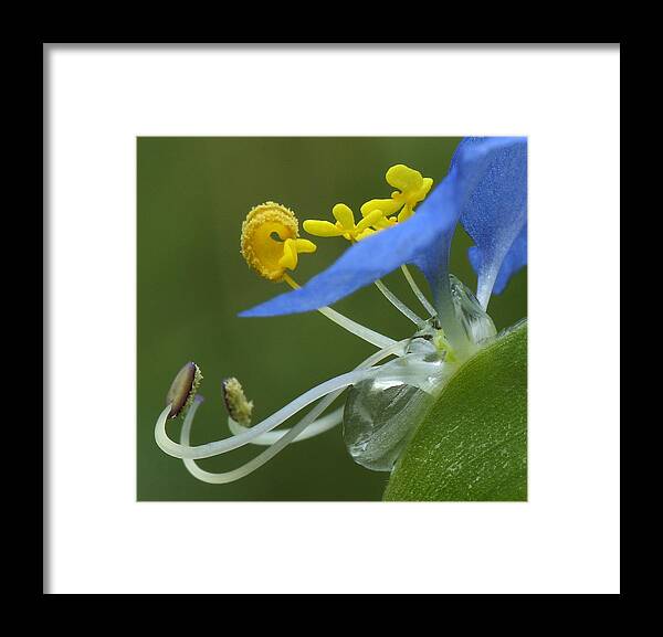 Slender Dayflower Framed Print featuring the photograph Close View Of Slender Dayflower Flower With Dew by Daniel Reed