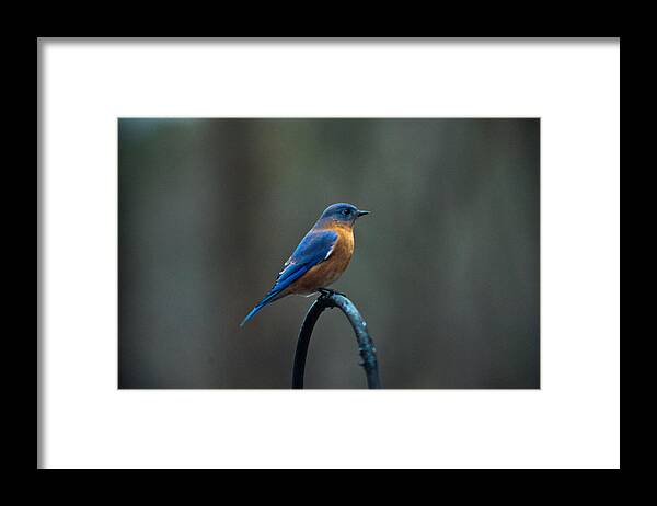 Cookeville Framed Print featuring the photograph Eastern Bluebird on Perch 2 by Douglas Barnett