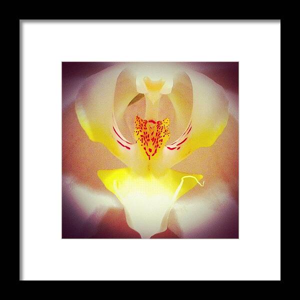 Flower Framed Print featuring the photograph ... Orchid ? ... Mythical Creature ? by Brian Cassey