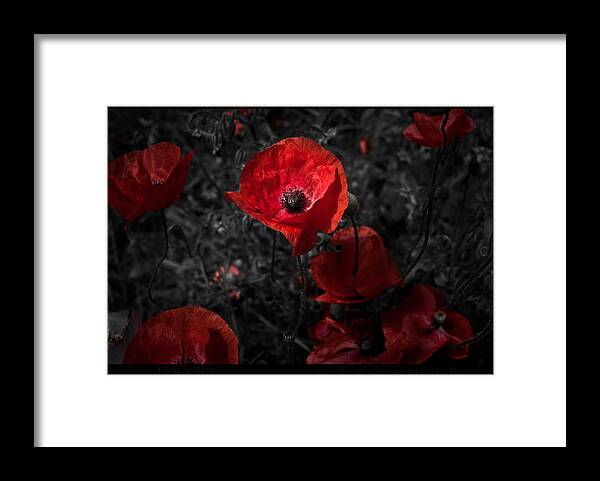 Poppy Framed Print featuring the photograph Poppy Red by B Cash