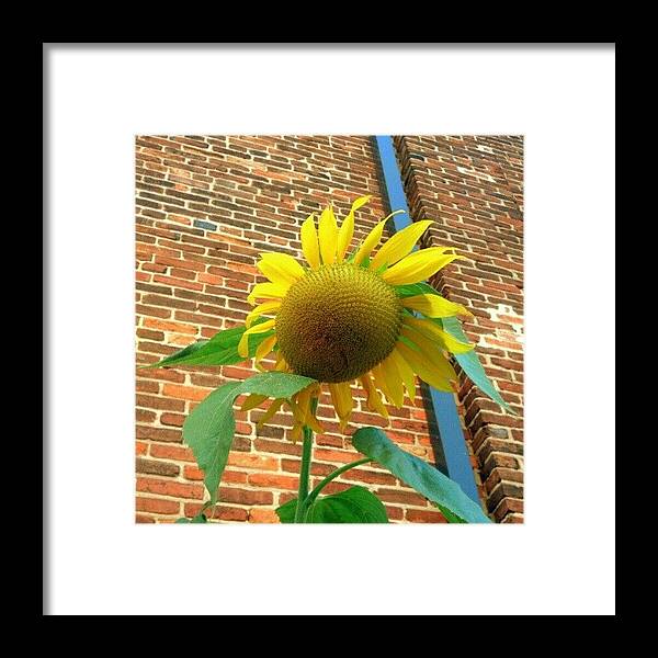 Instalife Framed Print featuring the photograph by Sandra Lira