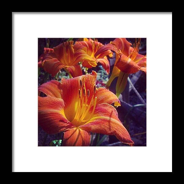 Beautiful Framed Print featuring the photograph A #beautiful #hot Day For #plants In #1 by Carla From Central Va Usa