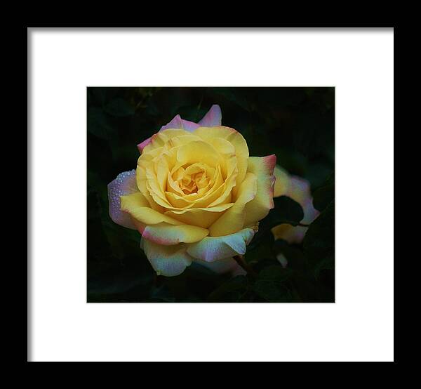 Yellow Rose Framed Print featuring the photograph After the Rain II by Helen Carson
