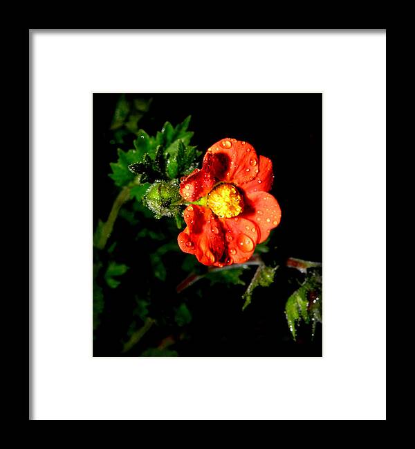 Flower Photography Framed Print featuring the photograph After The Rain by Kim Galluzzo Wozniak