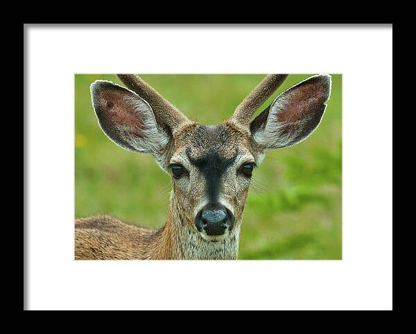 Deer Framed Print featuring the photograph All Ears #1 by Greg Nyquist