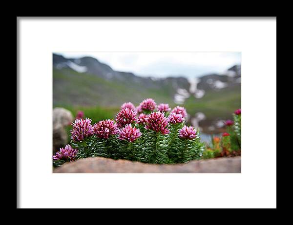 Alpine Flowers Framed Print featuring the photograph Alpine Bouquet by Jim Garrison