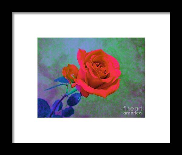 Rose Framed Print featuring the photograph American Beauty - Red Rose by Susan Carella
