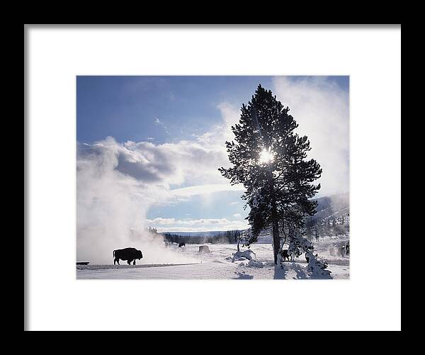 00174315 Framed Print featuring the photograph American Bison In Winter Yellowstone #1 by Tim Fitzharris