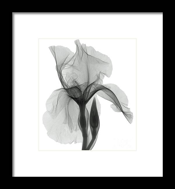 Xray Framed Print featuring the photograph An X-ray Of An Iris Flower by Ted Kinsman