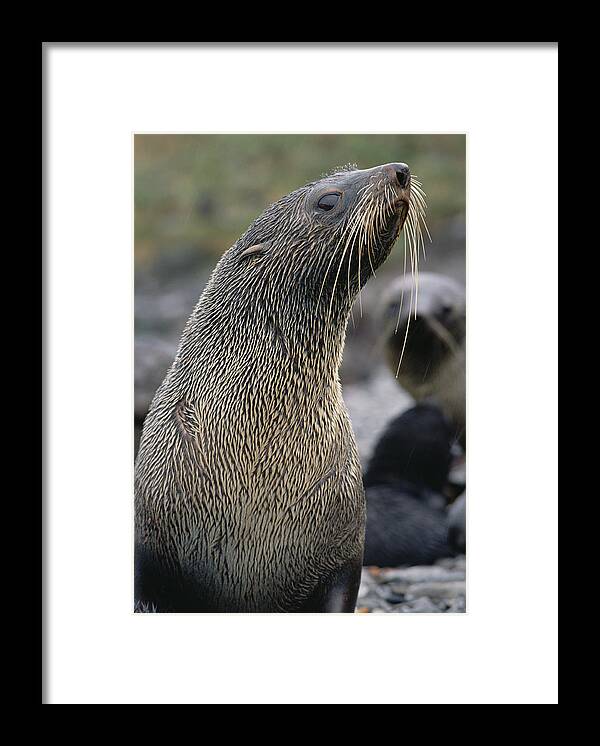 Mp Framed Print featuring the photograph Antarctic Fur Seal Arctocephalus #1 by Gerry Ellis