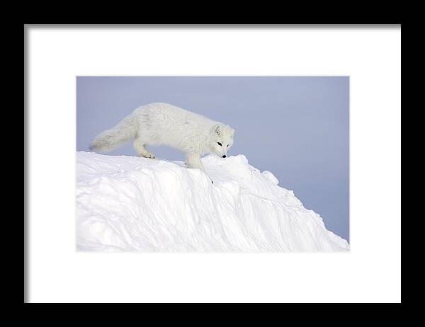 Mp Framed Print featuring the photograph Arctic Fox Alopex Lagopus On Snow Drift #1 by Matthias Breiter
