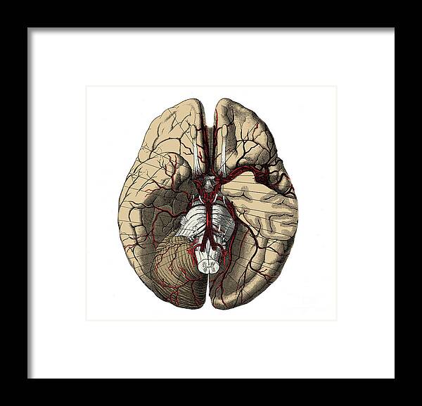 Human Framed Print featuring the photograph Arteries Of The Brain #1 by Science Source