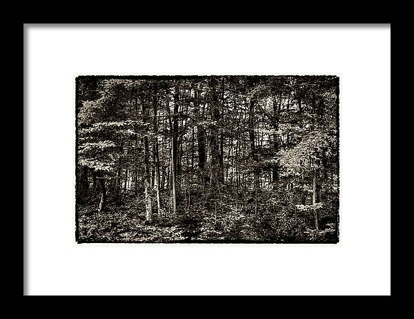 Adirondack's Framed Print featuring the photograph At the Base of McCauley Mountain #1 by David Patterson