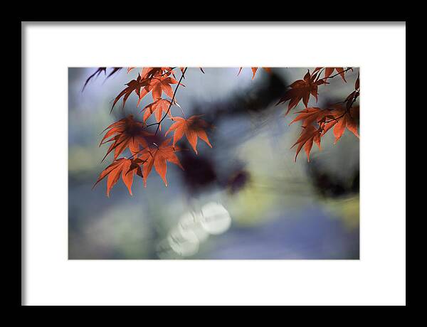 Autumn Framed Print featuring the photograph Autumn Red #1 by Rob Travis
