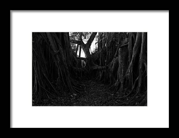 Fine Art Photography Framed Print featuring the photograph Banyonland #1 by David Lee Thompson