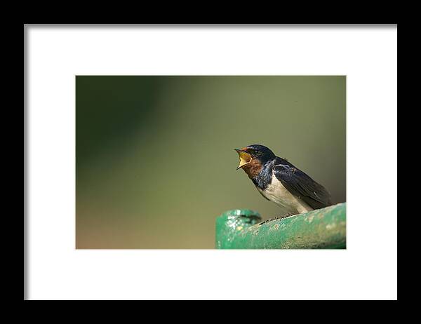 Mp Framed Print featuring the photograph Barn Swallow Hirundo Rustica Fledgling #1 by Cyril Ruoso
