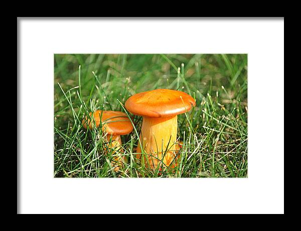Image Of Mushrooms Framed Print featuring the photograph Barstool and Bar #1 by Mary McAvoy