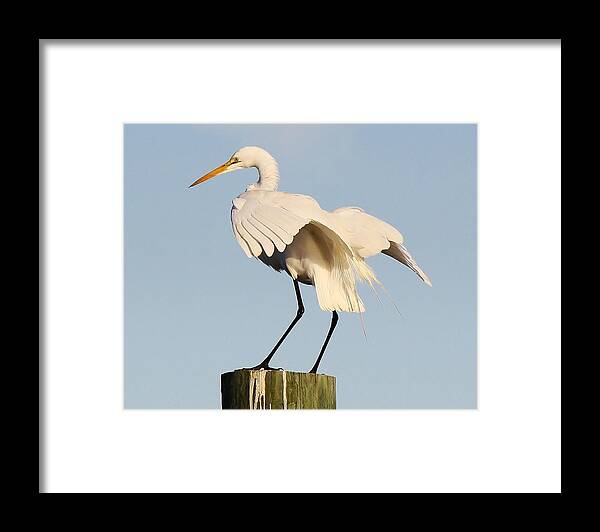 Great White Egret Framed Print featuring the photograph Beautiful Great White Egret #1 by Paulette Thomas