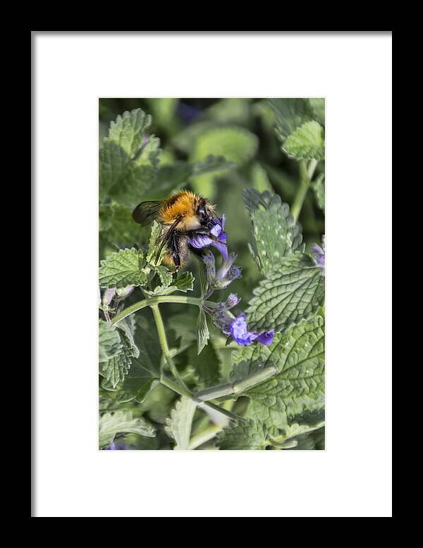 Bee Framed Print featuring the photograph Bee #1 by David Gleeson