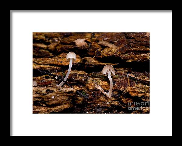 Mycena Framed Print featuring the photograph Bioluminescent Fungi #1 by Dant Fenolio