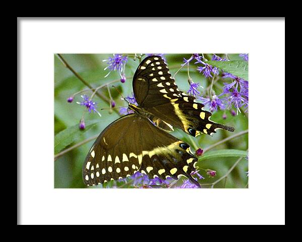 Black Framed Print featuring the photograph Black Swallowtail #1 by David Brown