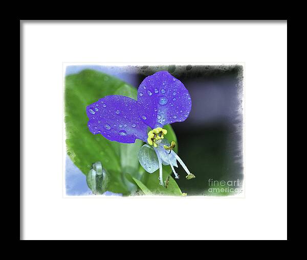 Flower Macro Framed Print featuring the photograph Blue #1 by David Waldrop