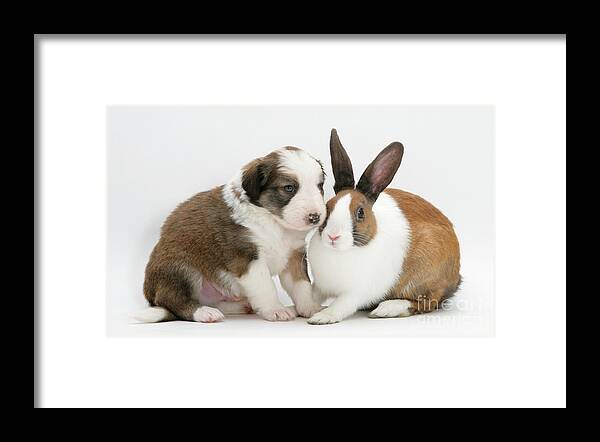 Fawn Dutch Rabbit Framed Print featuring the photograph Border Collie Pup With Dutch Rabbit #1 by Jane Burton