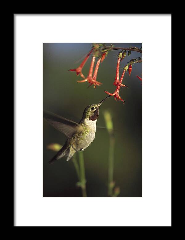 00170200 Framed Print featuring the photograph Broad Tailed Hummingbird Feeding #1 by Tim Fitzharris