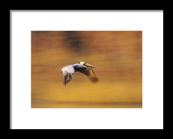 00173348 Framed Print featuring the photograph Brown Pelican Flying North America #1 by Tim Fitzharris