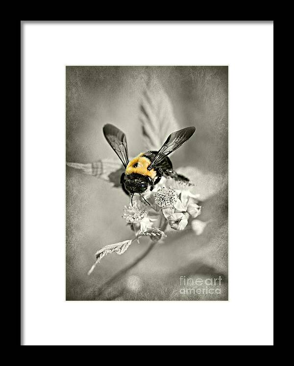 Bumble-bee Print Framed Print featuring the photograph Bumble-Bee #1 by Lila Fisher-Wenzel