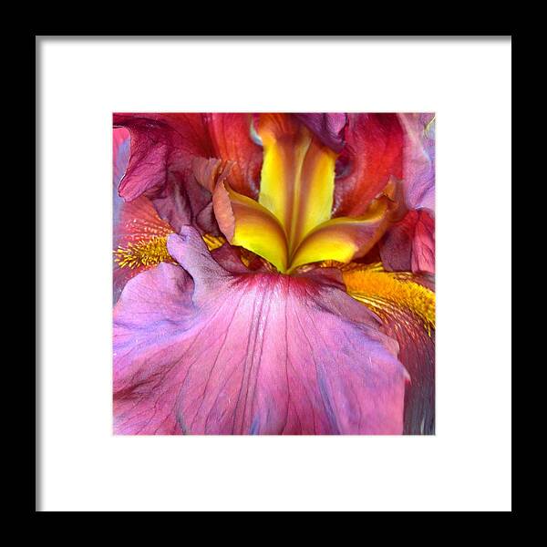 Iris Framed Print featuring the photograph Burgundy Iris #1 by Randy Rosenberger