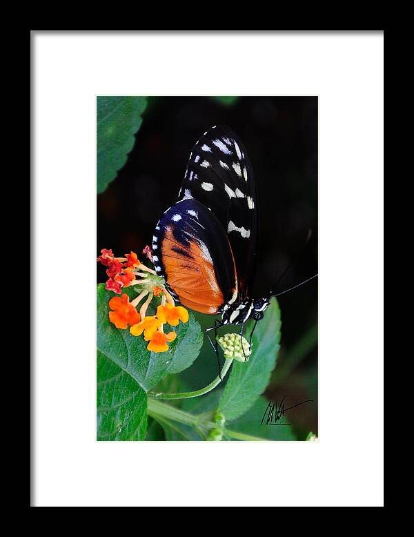  Framed Print featuring the photograph Butterfly with Mini Flowers by Mark Valentine