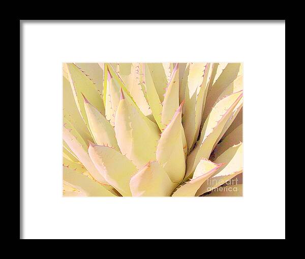 Cactus Framed Print featuring the photograph Cactus #1 by Julie Lueders 