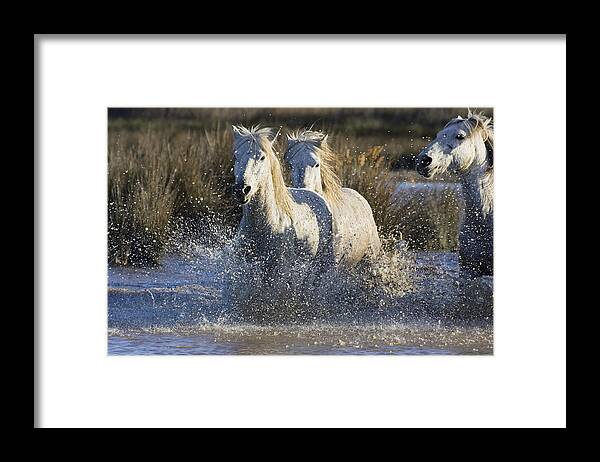 Mp Framed Print featuring the photograph Camargue Horse Equus Caballus Group #1 by Konrad Wothe