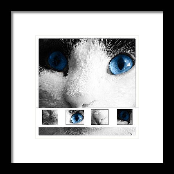 Cats Framed Print featuring the photograph Cat #1 by Rachel Williams