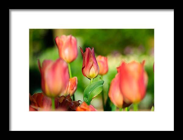 Duke Gardens Framed Print featuring the photograph Center Stage #1 by Gene Hilton