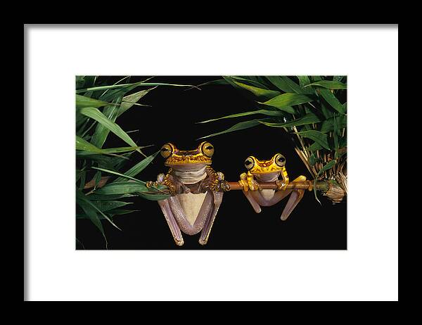 Mp Framed Print featuring the photograph Chachi Tree Frog Hyla Picturata Pair #1 by Pete Oxford