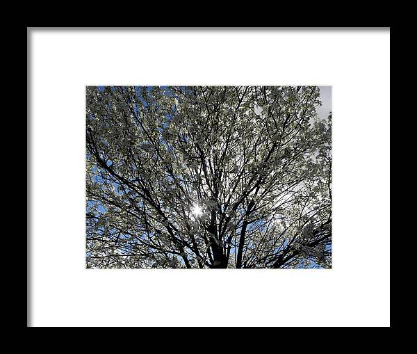 Cherry Blossom Framed Print featuring the photograph Cherry Blossoms by Kim Galluzzo Wozniak