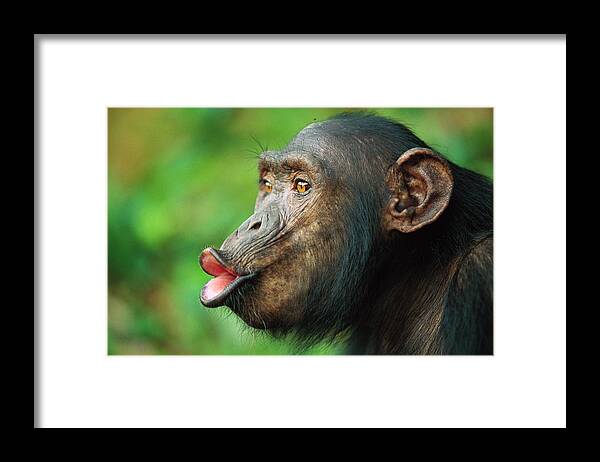 Mp Framed Print featuring the photograph Chimpanzee Pan Troglodytes Adult Female #1 by Cyril Ruoso
