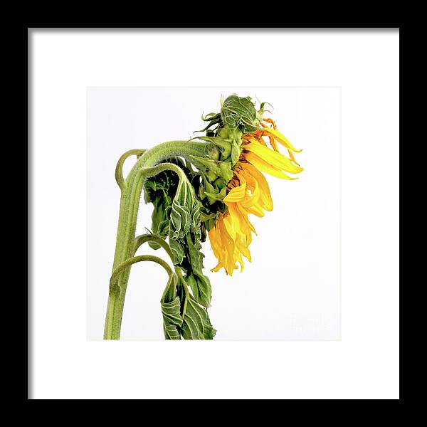 Yellow Withering Wilted Variety Varieties Types Type Sunflowers Sunflower Sun Studio Stills Still Spermatophyta Species Shot Plants Plant Photo Of Nobody Nature Lives Life Internal Interior Inside Indoors Indoor Inboard In Helianthus Flowers Flowering Flower Floral Flora Compositae Breeds Breed Bota Studio Shot Framed Print featuring the photograph Close up of sunflower. #1 by Bernard Jaubert
